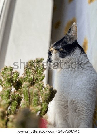 Similar – Image, Stock Photo curious tuxedo maine coon kitten  on yellow background