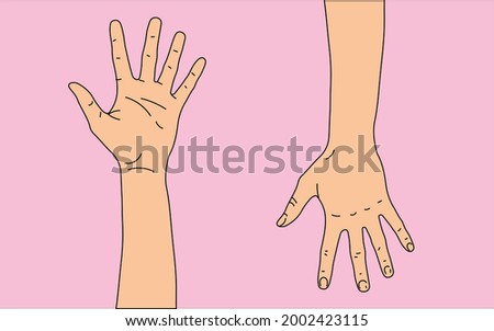 white skinned human hand, front (left) and back (right) side of an adult human left hand