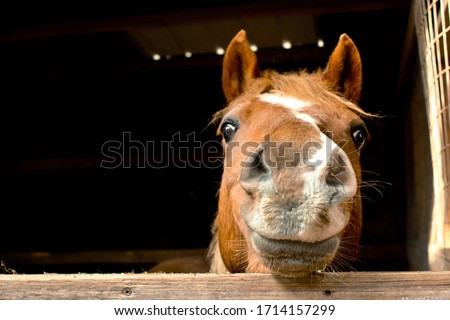 Similar – Image, Stock Photo White horse with pony