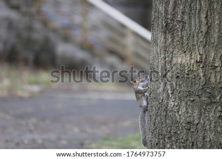Squirrel on a tree chillen out  Stockfoto © 