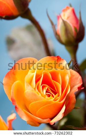 Close-up of beautiful orange roses. Studio shot.