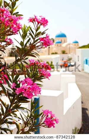 Beautiful pink flowers, church in the background. Perissa, Santorini, Greece