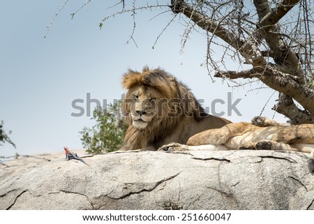 Male lion sitting on a rock sideways and looking straight, at Serengeti National Park, Tanzania. A rainbow agama crawls in front of the lion.