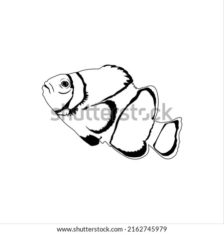 The ocellaris clownfish (family Pomacentridae) Silhouette for Logo or Graphic Design Element. Vector Illustration 