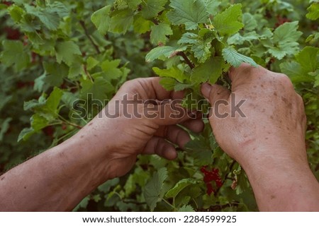 Similar – Image, Stock Photo Man picking red currants from a bush