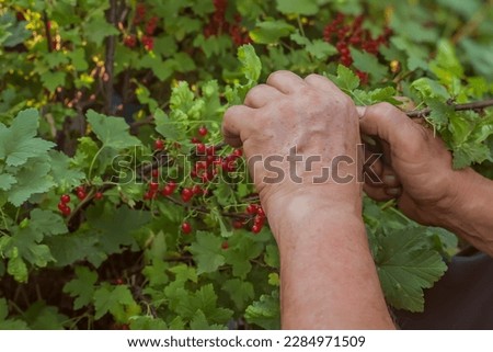 Similar – Image, Stock Photo Man picking red currants from a bush