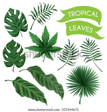 Royalty Free Stock Photos and Images: Vector tropical leaves set ...