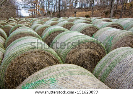 Rolls of hay on farm in Arkansas in late winter.