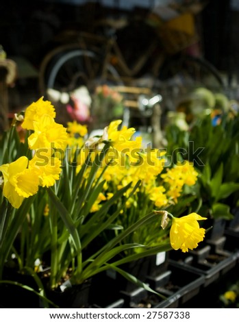 Spring Daffodils and Flowers at Garden Shop. Nice storefront gift and garden shop with nostalgic look. Good for themes of spring, seasons, gardening, home improvement, shopping, gifts.