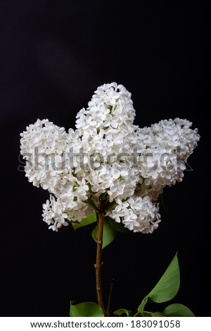 The branch of a white lilac. Isolated on black.