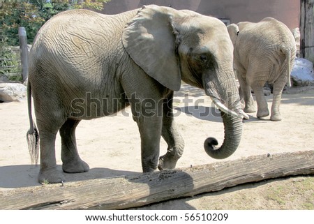 Photo of an elephant walking in a zoo