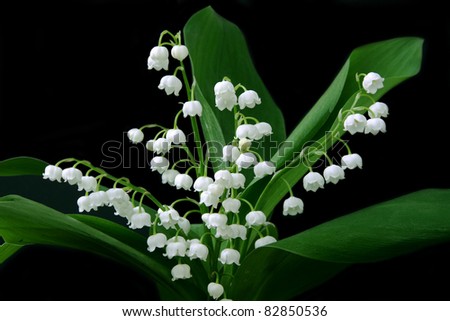 beautiful, fresh lilies of the valley isolated on black