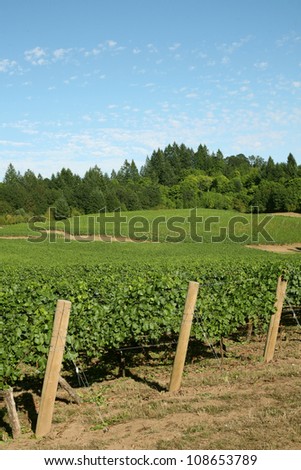Wine Vineyard