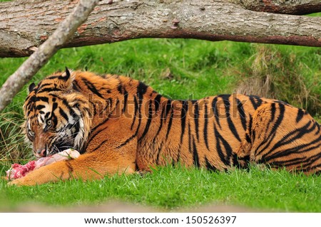 Tiger feasting on freshly hunted sambar deer meat