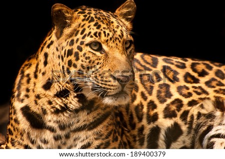 Close up of an alert leopard over black background