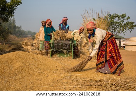 MUKUTMANIPUR, INDIA - DECEMBER 20: Unidentified farmers separate rice from straws during the annual harvesting season on December 20, 2014 at Mukutmanipur, West Bengal, India.