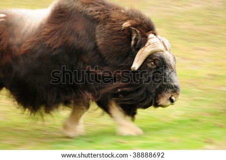 Angry muskox charging at high speed, motion blur with focus on the head