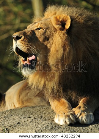 African lion roaring showing its bare teeth