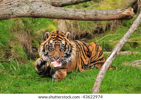 Tiger enjoying his leg quarter meat while holding it with one paw