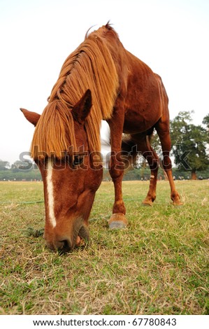 Beautiful male race horse grazing food in a field