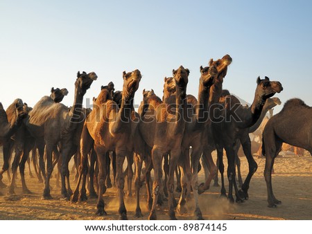 Herds of fresh camels arriving at Pushkar Cattle fair in early morning light