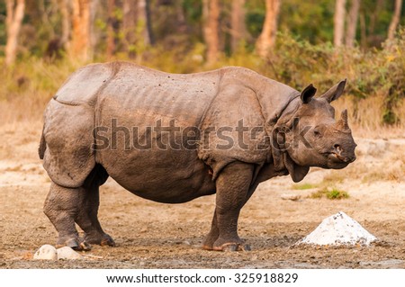 Indian one horned Rhinoceros eating salt from a salt lick at Hollong in Jaldapara Wildlife Sanctuary
