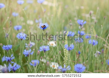 Foto Bild Kornblumenfeld Landschaft