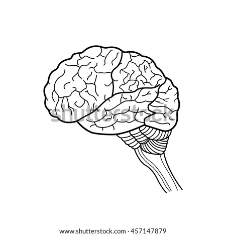 Outline Of Human Brain, Vector Illustration - 457147879 : Shutterstock