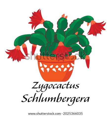Indoor plant  flat color illustration.Realistic houseplant in patterned pot in beige and white colors. Zygocactus with segments and bright red flowers. Schlumbergera isolated botanical design element.