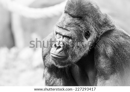 Black and White Portrait of Gorilla. Animal Face.