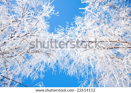 up shot of the snow covered crowns of the trees with blue sky between