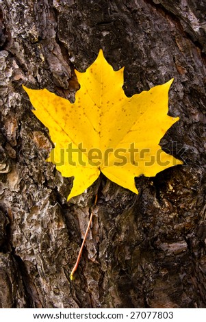 photo of the maple leaf on tree
