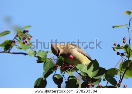 Cedar waxwing (Bombcilla cedrorum) are of the passerine family.  They eat berries and other fruits, insects and cedar cones.  They\'re black mask and other light colors make for contrast and beauty.
