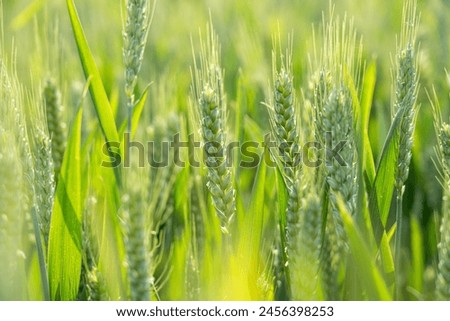 Similar – Image, Stock Photo Field of green wheat in Italy, near Pesaro and Urbino, in the region Marche of Italy. Close up of the ears with detail of the grains