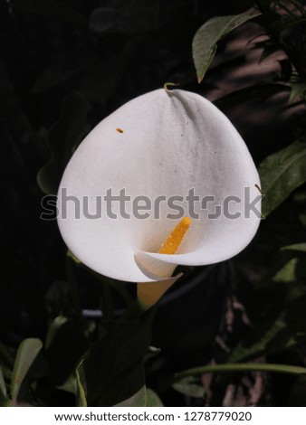 free photos alcatraz flower