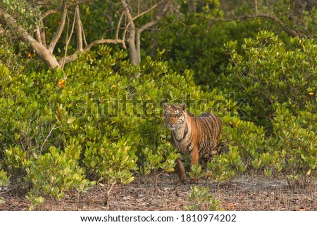 Young sub adult Bengal tiger stands outside the bushes and stares at the surrounding in the late afternoon light at Sundarban Tiger Reserve, West Bengal, India