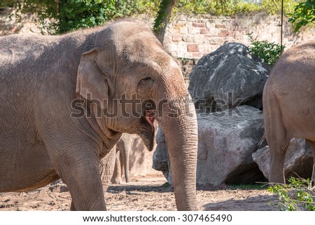 Close up of an Asian Elephant face