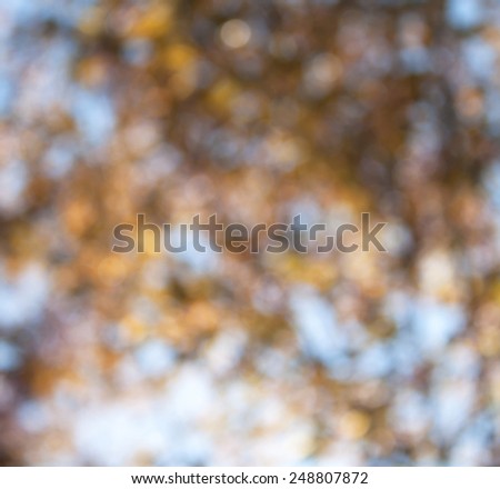 abstract photo of light burst among trees and glitter bokeh lights. image is blurred and filtered .