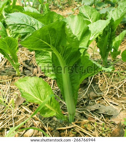 Vegetables, turnip greens grown in the nursery up.