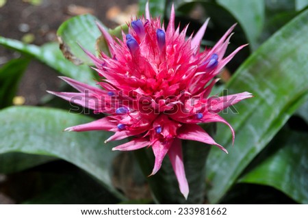 Wild pink exotic flower with long green leaf
