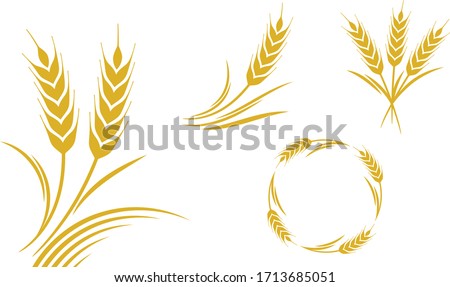 Graphic composition of wheat branch in vector