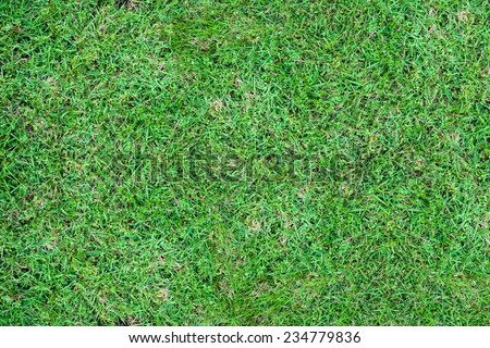 grass yard