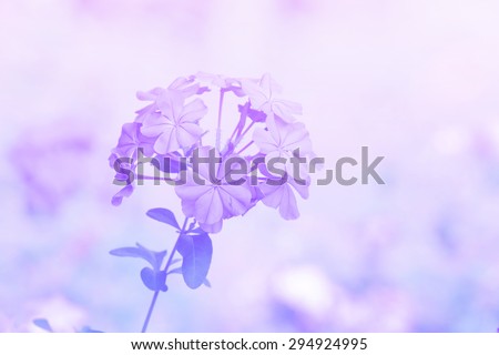 Beautiful abstract floral background with purple flowers