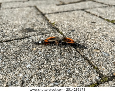 Similar – Image, Stock Photo Flight pause for butterflies