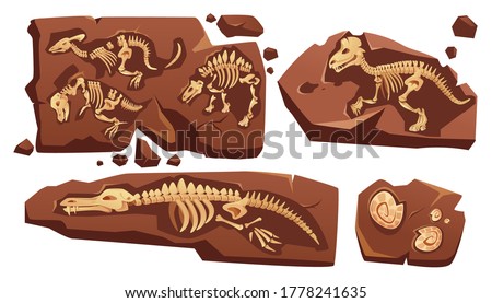 Fossil dinosaurs skeletons, buried snails shells, paleontology finds. Vector cartoon illustration of stone sections with bones of prehistoric reptiles and ammonites isolated on white background