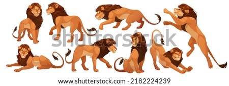 Lion wild african animal isolated set. Proud powerful leo king, mammal, wild jungle cat in various poses standing, sitting, lying, hunting, stretching body, zoo park predator, Vector illustration