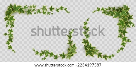 Ivy frames, climbing vine with green leaves of creeper plant. Rectangular and oval elegant hedera borders isolated on transparent background. Vignettes design elements, decor Realistic 3d vector set