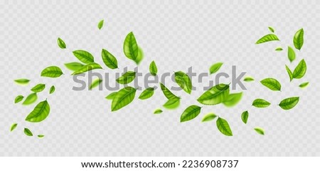 Fresh green leaves flying on wind. Air wave with summer or spring foliage. Concept of clean nature, ecology, healthy organic food and drink, vector realistic illustration