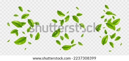 Falling tea leaves, realistic green foliage flying in air isolated on transparent background. Floral organic elements for products packaging design, advertising, promo, 3d vector illustration, set