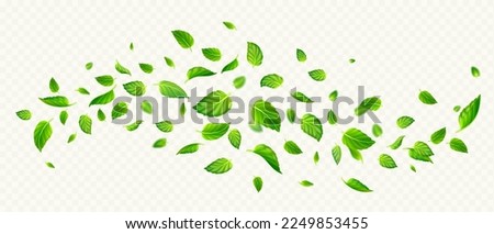 Green mint leaves falling and flying in air. Fresh summer or spring foliage of tea or peppermint, flow of herbal leaves isolated on transparent background, vector realistic illustration